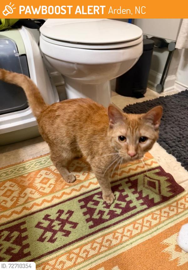 Found/Stray Female Cat last seen Clayton Road & Long Shoals. Biltmore Church, Arden, NC 28704