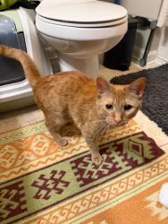 Found/Stray Female Cat last seen Clayton Road & Long Shoals. Biltmore Church, Arden, NC 28704