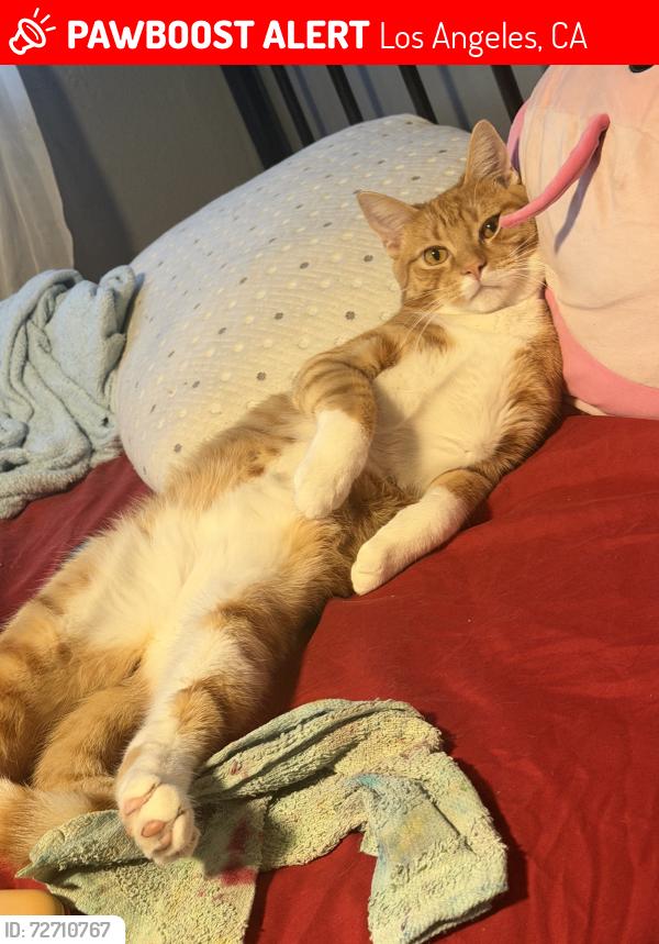 Lost Male Cat last seen Near the Imperial Courts Recreational Center, Los Angeles, CA 90059