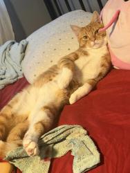 Lost Male Cat last seen Near the Imperial Courts Recreational Center, Los Angeles, CA 90059