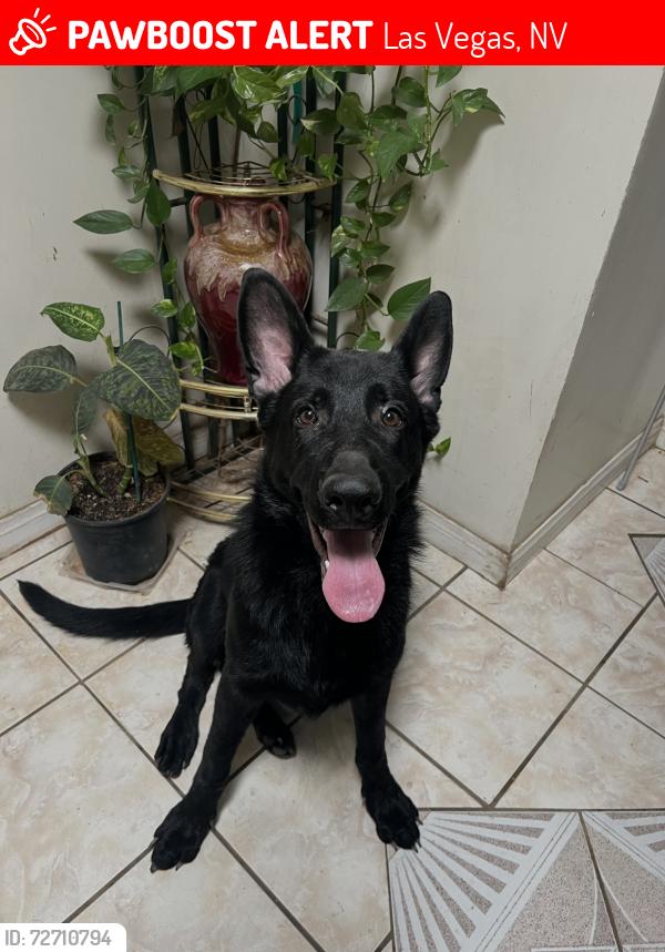 Lost Male Dog last seen Harmon and Nellis , Las Vegas, NV 89121