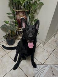 Lost Male Dog last seen Harmon and Nellis , Las Vegas, NV 89121