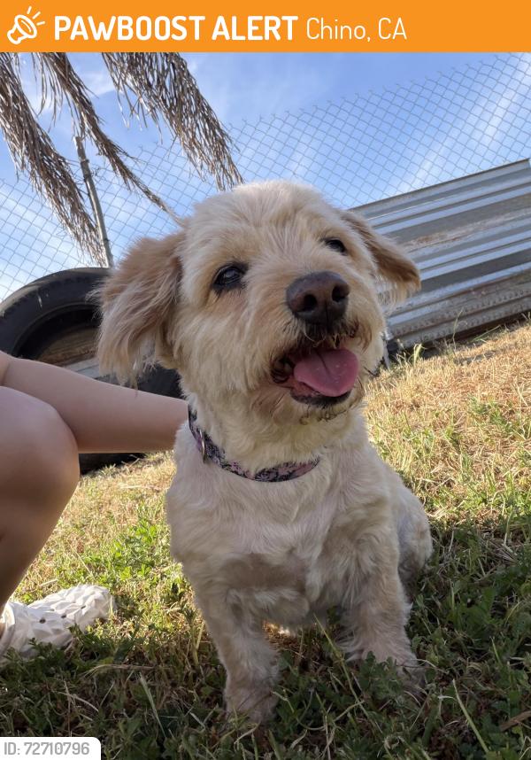 Found/Stray Female Dog last seen Magnolia off Riverside CHINO CA, Chino, CA 91710