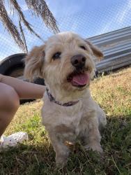 Found/Stray Female Dog last seen Magnolia off Riverside CHINO CA, Chino, CA 91710
