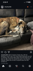Lost Male Dog last seen Coopers Creek Road, Charleston, WV 25312