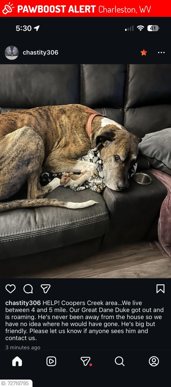 Lost Male Dog last seen Coopers Creek Road, Charleston, WV 25312
