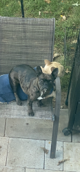 Lost Female Dog last seen Himalaya , Denver, CO 80249