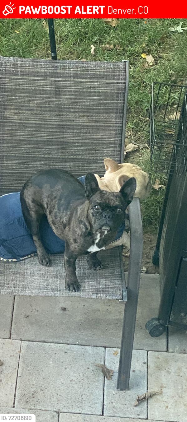 Lost Female Dog last seen Himalaya , Denver, CO 80249
