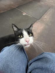 Found/Stray Female Cat last seen 9th & M Street, Modesto, CA 95354