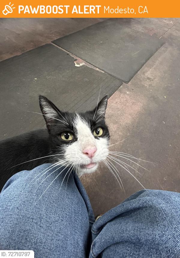 Found/Stray Female Cat last seen 9th & M Street, Modesto, CA 95354