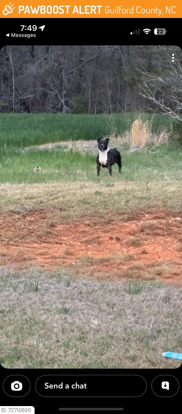 Found/Stray Unknown Dog last seen Huffine Mill & Hicone Rd intersection , Guilford County, NC 27301