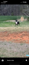 Found/Stray Unknown Dog last seen Huffine Mill & Hicone Rd intersection , Guilford County, NC 27301