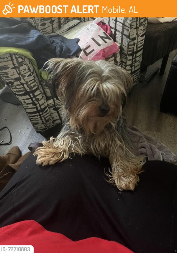 Found/Stray Male Dog last seen Kings branch, Mobile, AL 36618