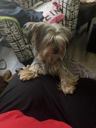 Found/Stray Male Dog last seen Kings branch, Mobile, AL 36618