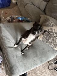 Lost Male Dog last seen Frankford and Pear Ridge, Dallas, TX 75287