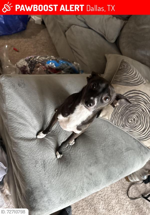 Lost Male Dog last seen Frankford and Pear Ridge, Dallas, TX 75287