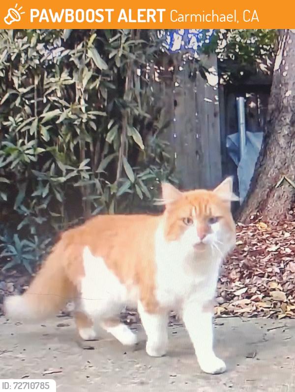 Found/Stray Unknown Cat last seen Stanley Ave and Panama, Carmichael, CA 95608