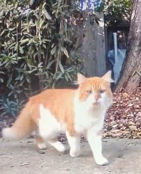 Found/Stray Unknown Cat last seen Stanley Ave and Panama, Carmichael, CA 95608
