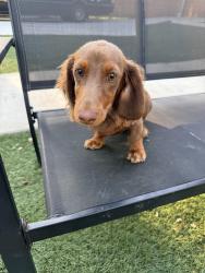 Lost Male Dog last seen Palo Alto area , San Antonio, TX 78211