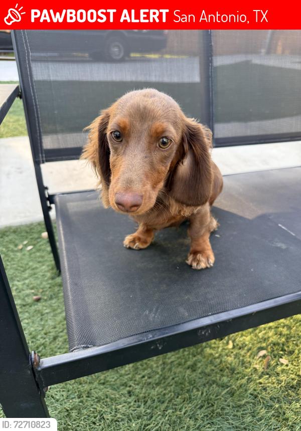 Lost Male Dog last seen Palo Alto area , San Antonio, TX 78211