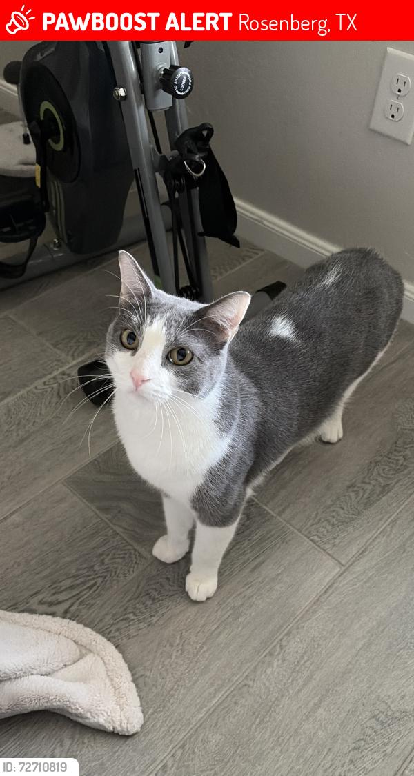 Lost Male Cat last seen Bonbrook lakes, hemlock Dr , Rosenberg, TX 77469