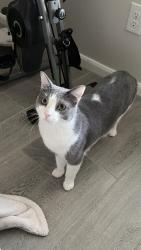 Lost Male Cat last seen Bonbrook lakes, hemlock Dr , Rosenberg, TX 77469