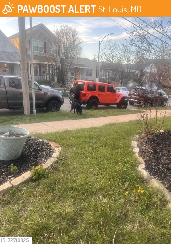 Found/Stray Unknown Dog last seen Hampton, St. Louis, MO 63109