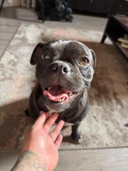 Found/Stray Unknown Dog last seen White lane and Pacheco , Bakersfield, CA 93313