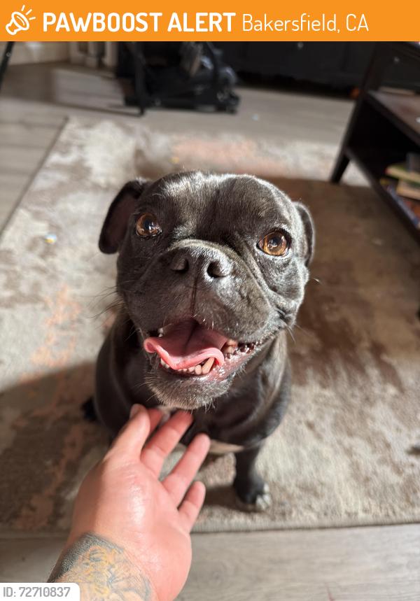 Found/Stray Unknown Dog last seen White lane and Pacheco , Bakersfield, CA 93313