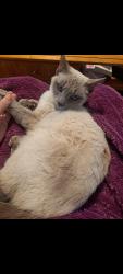 Lost Female Cat last seen Glendon Drive & surrounding streets, Chattanooga, TN 37411