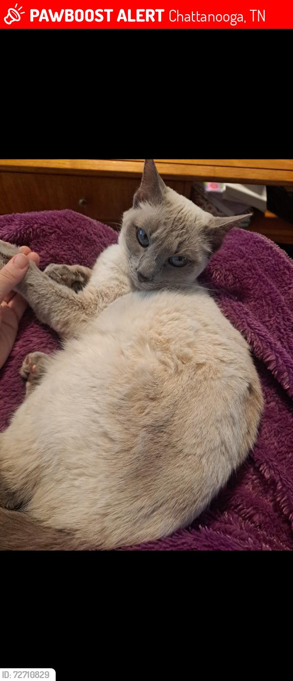 Lost Female Cat last seen Glendon Drive & surrounding streets, Chattanooga, TN 37411