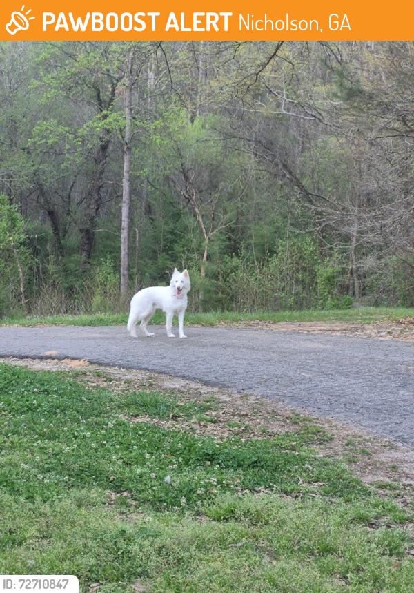 Found/Stray Female Dog last seen 334/sanford , Nicholson, GA 30565