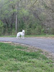Found/Stray Female Dog last seen 334/sanford , Nicholson, GA 30565