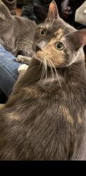 Lost Female Cat last seen Agave and Morningside Dr, Middleburg, FL 32068