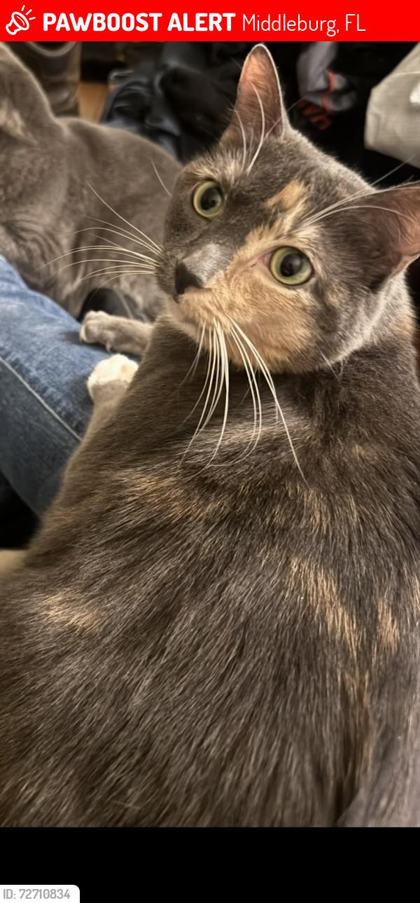 Lost Female Cat last seen Agave and Morningside Dr, Middleburg, FL 32068