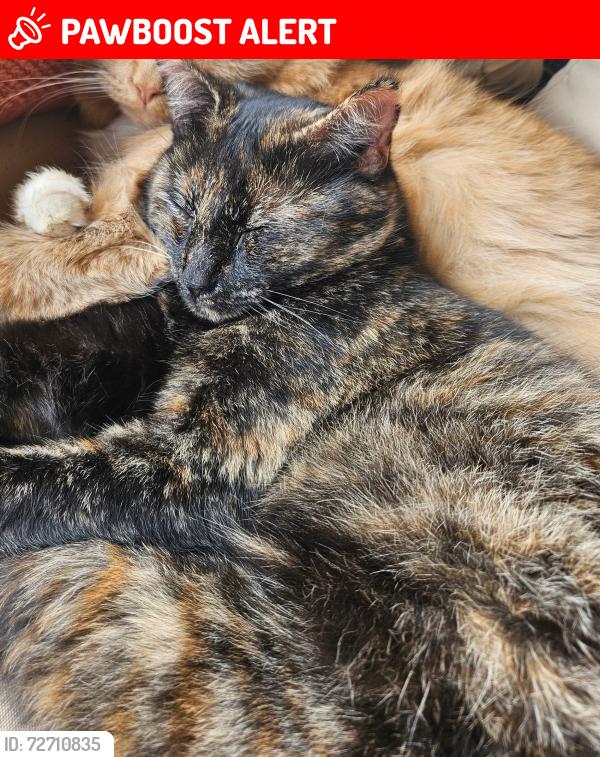 Lost Female Cat last seen Near and Silver Maple Dr Chandler TX, Henderson County, TX 75758