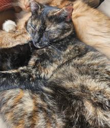 Lost Female Cat last seen Near and Silver Maple Dr Chandler TX, Henderson County, TX 75758