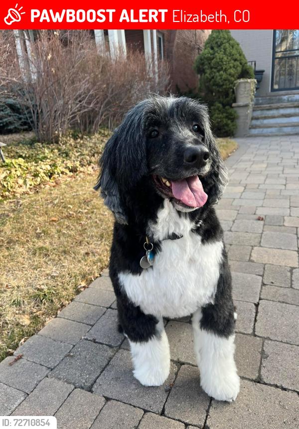 Lost Female Dog last seen Near legacy ridge, Elizabeth, CO 80107