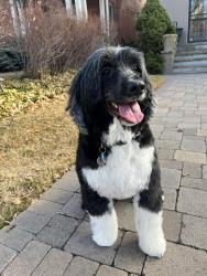 Lost Female Dog last seen Near legacy ridge, Elizabeth, CO 80107