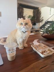 Lost Female Cat last seen Near Hampton drive, Los Angeles, CA 90291