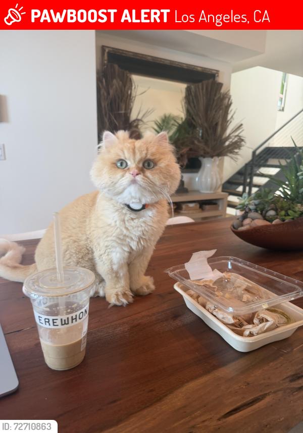 Lost Female Cat last seen Near Hampton drive, Los Angeles, CA 90291