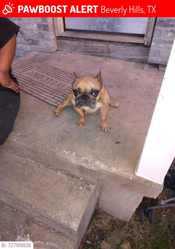 Lost Female Dog last seen  South New road and Beverly , Beverly Hills, TX 76711