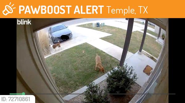 Found/Stray Unknown Dog last seen Unknown. , Temple, TX 76508
