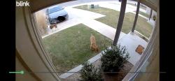 Found/Stray Unknown Dog last seen Unknown. , Temple, TX 76508