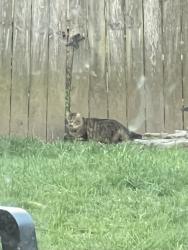 Found/Stray Unknown Cat last seen Near Eden Park, Cincinnati, OH 45206