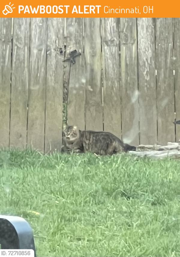 Found/Stray Unknown Cat last seen Near Eden Park, Cincinnati, OH 45206
