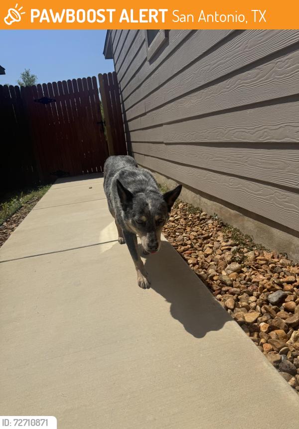 Found/Stray Female Dog last seen Champions Landing 1604/marbach, San Antonio, TX 78245