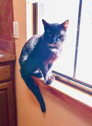 Found/Stray Male Cat last seen Fairfax subdivision , Spring, TX 77373