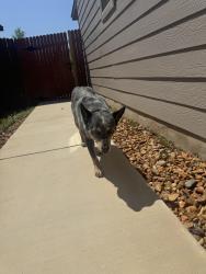 Found/Stray Female Dog last seen Champions Landing 1604/marbach, San Antonio, TX 78245