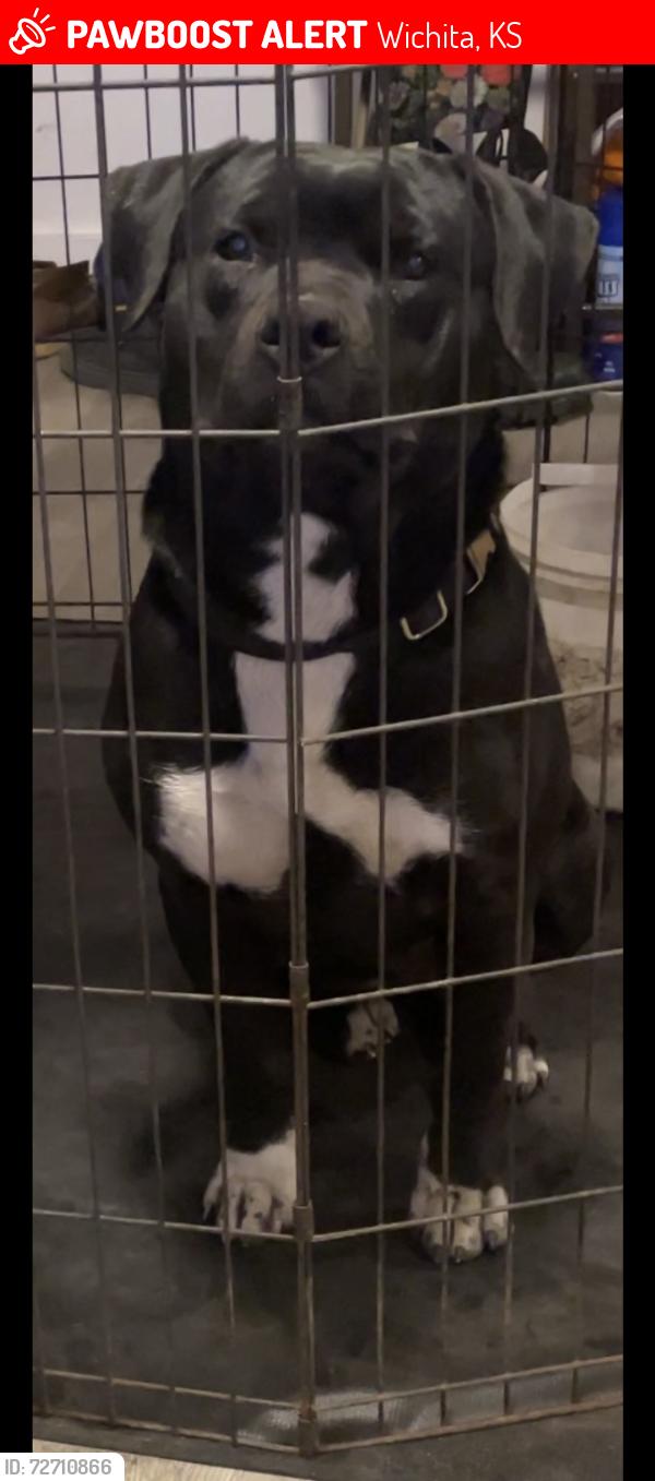 Found/Stray Female Dog last seen Seneca & McCormick , Wichita, KS 67213